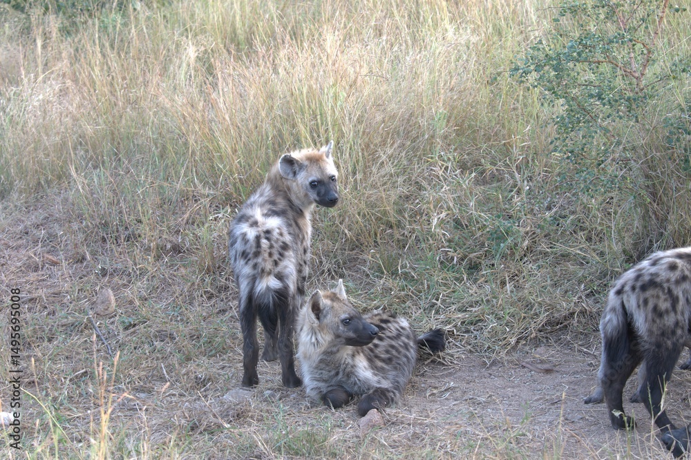 Fototapeta premium A hyena cub playing with its mother