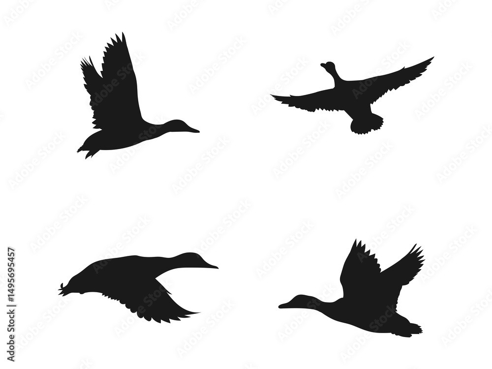 Fototapeta premium Landing mallard duck silhouette. landing goose vector art.. free vector illustration. Silhouettes of Ducks in Flight Against a White Background