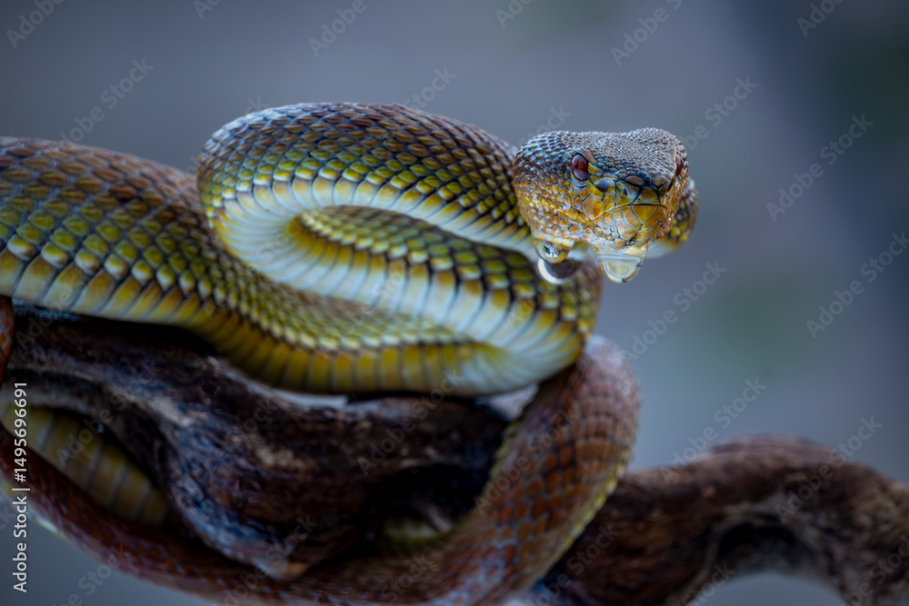 Fototapeta premium close-up Venomous Mangrove pit Viper