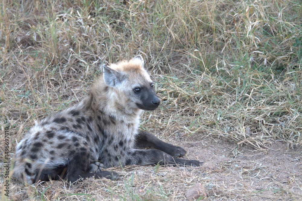 Fototapeta premium A hyena cub playing with its mother