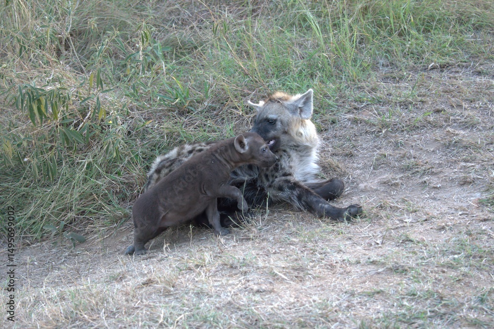 Naklejka premium A hyena cub playing with its mother