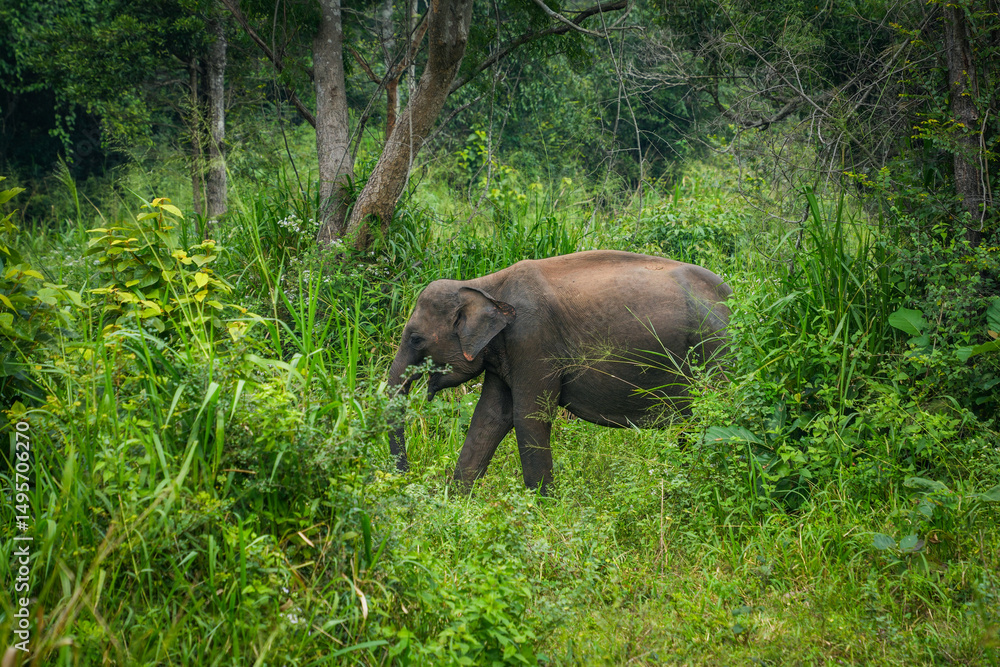 Fototapeta premium Wild elephant feeding in the Hurulu Eco Park, Habarana, Sri Lanka, Asia. Wild Elephant Safari. 
