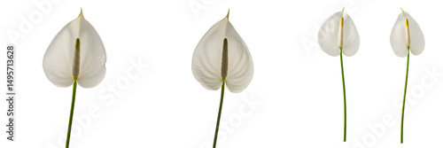 白いアンスリウム 美しい花束