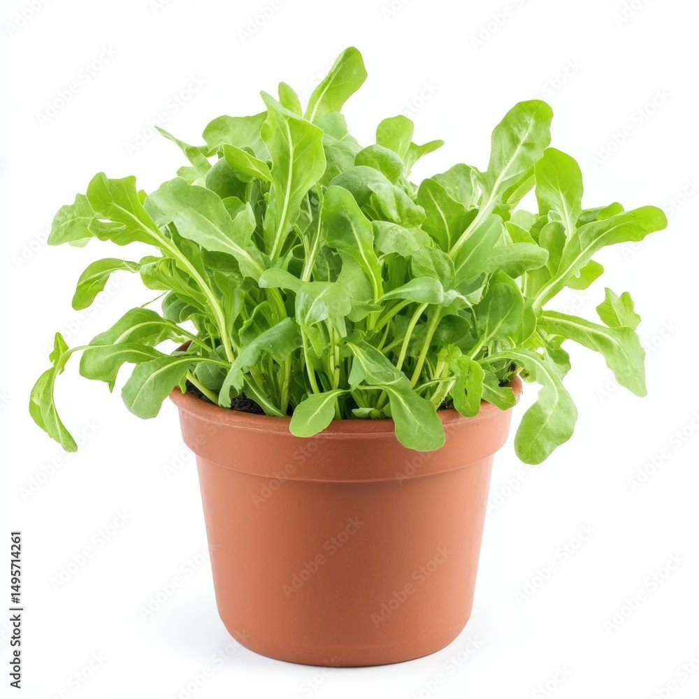 Naklejka premium Rocket Arugula Lettuce in a pot isolated on white background 