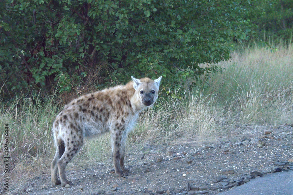 Fototapeta premium hyena in wild savanna , Animal of africa