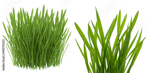 若草 鮮やか 緑葉 自然