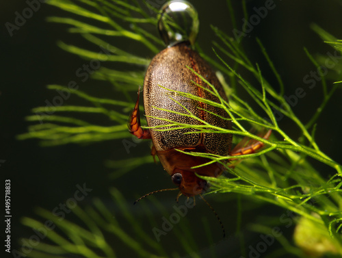 Adult predaceous diving beetle (Graphoderus liberus) underwater, using aquatic vegetation for cover as it hides in the shadows – hunting for prey, macro close-up. 
