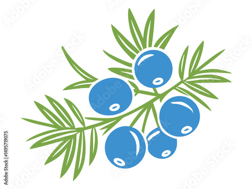 Juniper berries logo vector icon, Fresh berries with leaves vector illustration on a white background