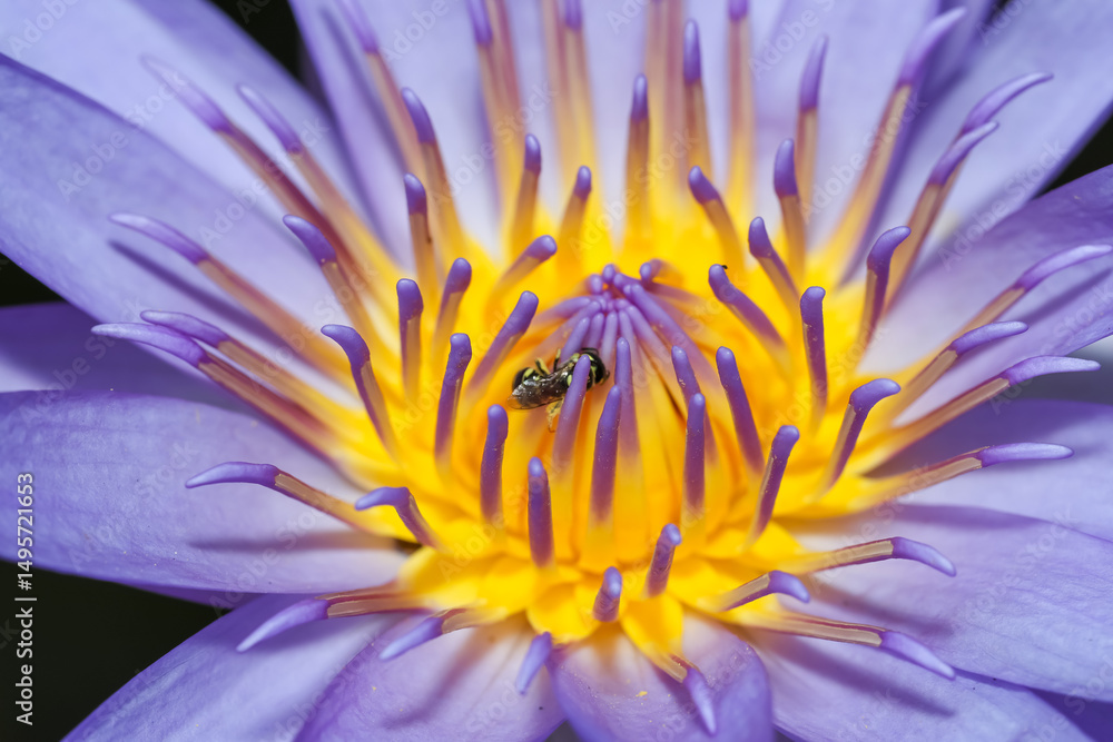 Obraz premium close up lotus flower yellow and purple color is so beautiful