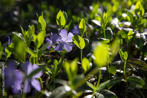 Blooming periwinkle in the garden. Flowers in the garden.	
