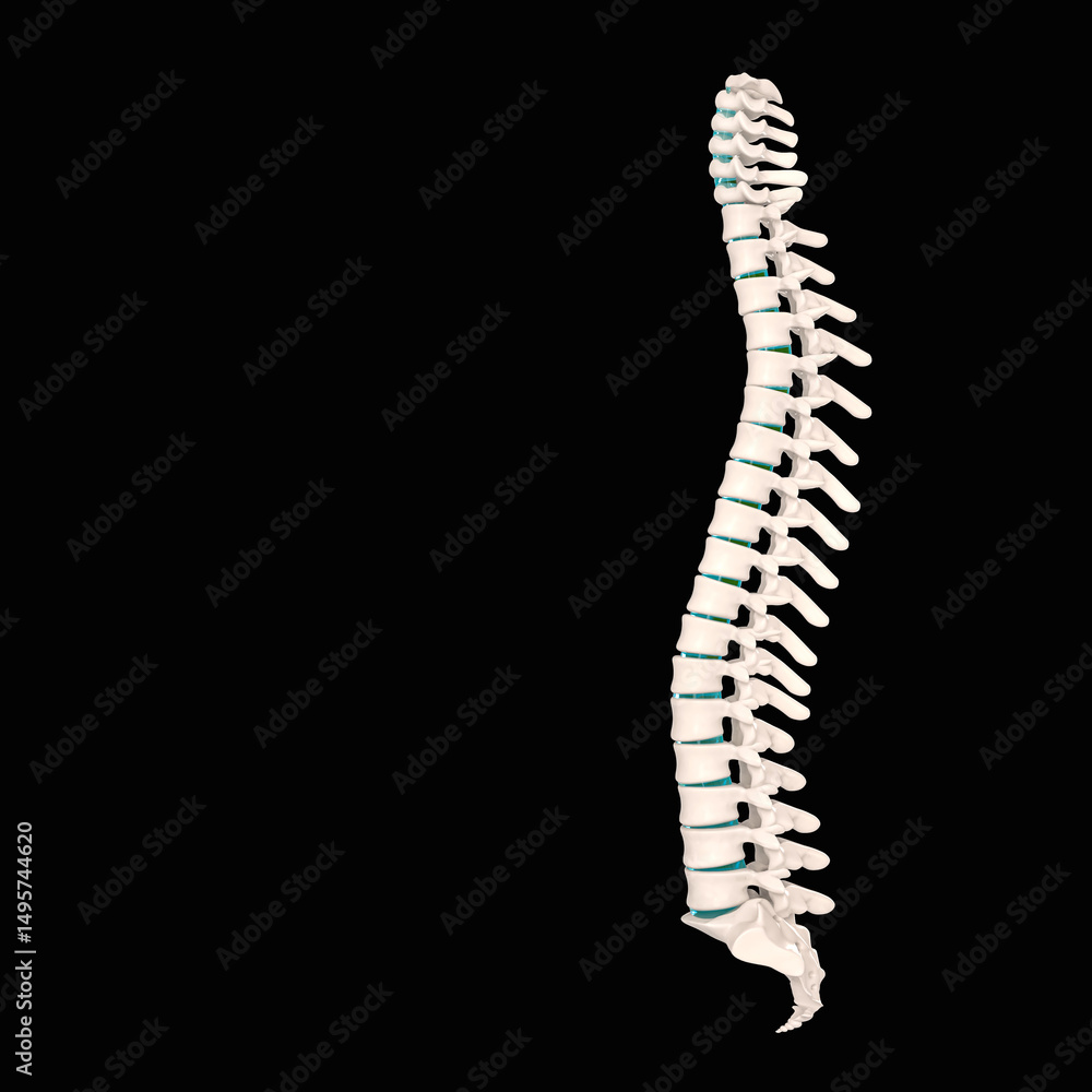 Lateral view of a healthy human spine 3d Lateral view of a healthy human spine 3d