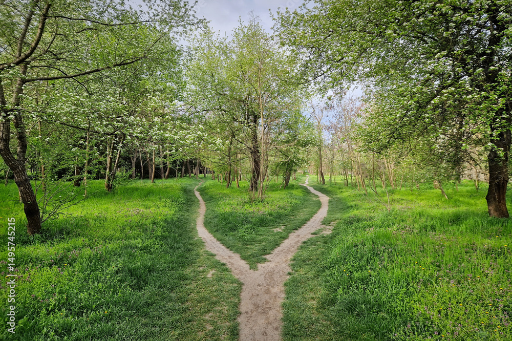 Fototapeta premium Split footpath in the forest, choosing the right way concept. Idyllic spring rural landscape with two distinct dirt trails in the nature leading unknown destinations. Forked path and decision making