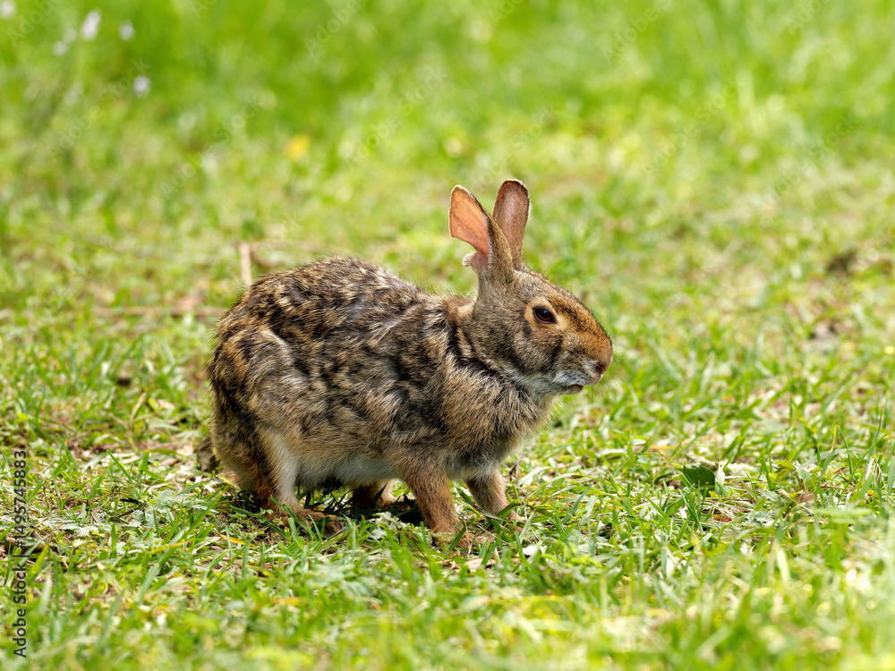 Fototapeta premium Wild bunny