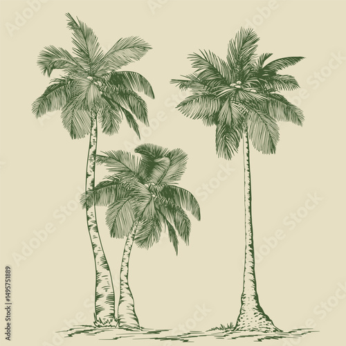 Tropical coconut palm trees. Hand drawn green elements for design. Botanical illustration in line art style.