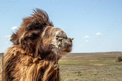 Close-up of a camel's head. Portrait of a camel in harness. Muzzle of a camel with a byuli. A wooden stick inserted into a hole pierced in the camel's nose to control the loaded animal.