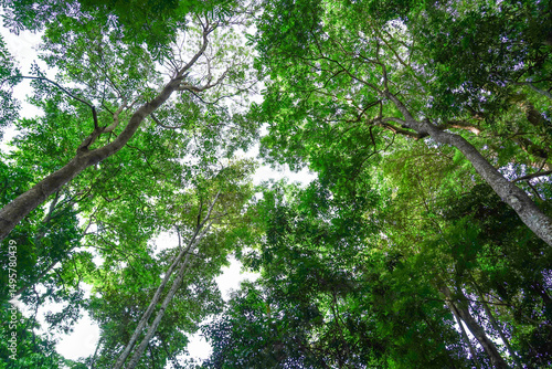 Bild auf Leinwand Looking up to the big and tall tropical tree trunk with green leaves of rainforest trees in Thailand