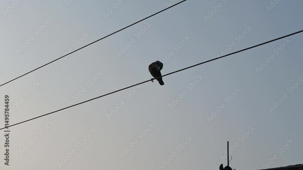 Myna Bird Shaking Its Body on Electric Wire at Sunset
Myna Bird Shaking Its Body on Electric Wire at Sunset