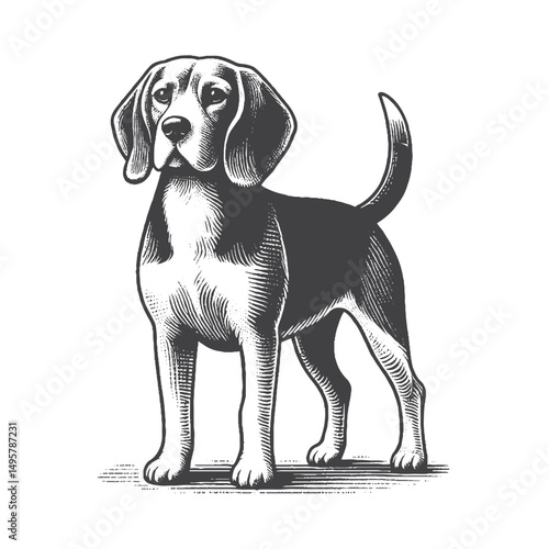 Vintage Hand-Drawn Beagle Standing Illustration – Loyal Dog Engraved Style Vector for T-Shirts, Posters, Stickers, and Pet Lover Apparel