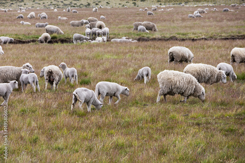 Adult sheep and young sheep grazing