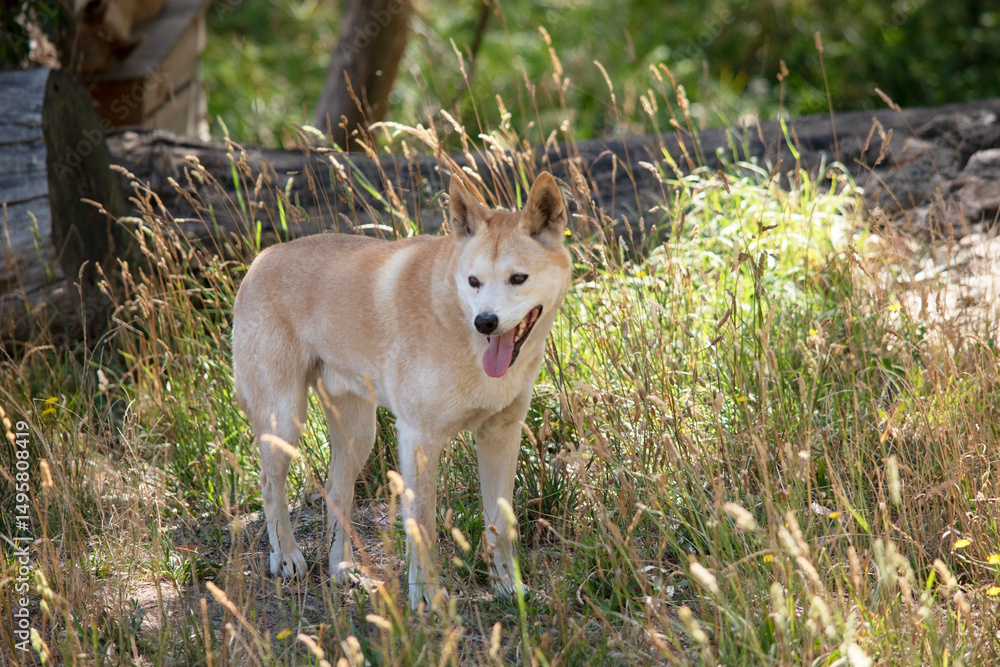 Fototapeta premium the golden dingo is in the forest