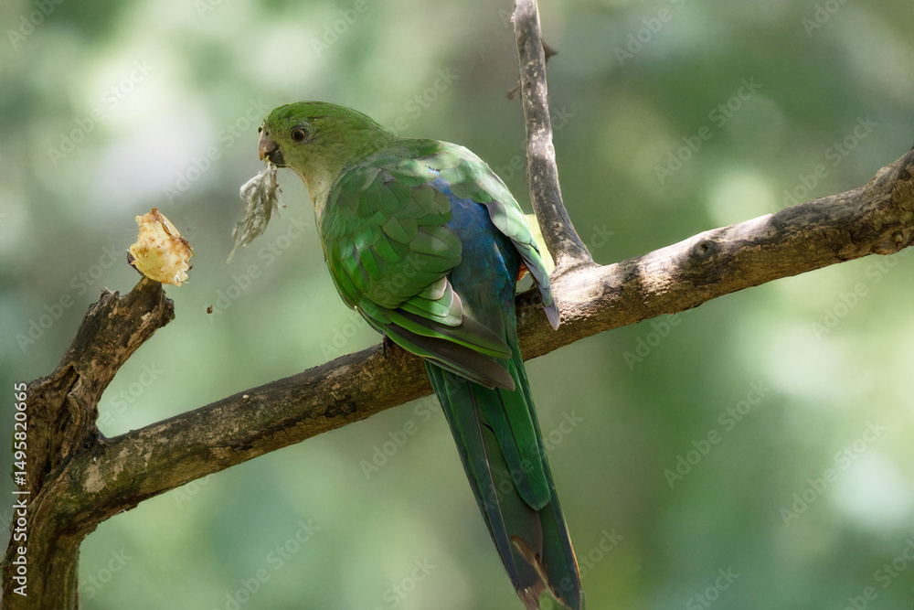 Fototapeta premium the female king parrot is perched on a branch eating