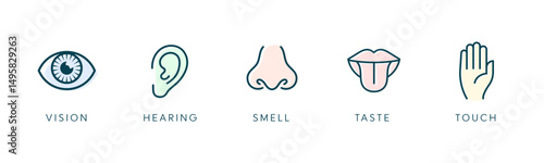 Vector illustration line icon set of five human senses. Vision, hearing, smell, taste, touch isolated on white background. Design eye, ear, nose, mouth with tongue and hand 