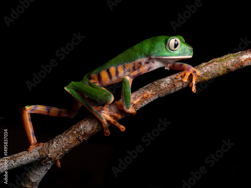 Callimedusa tomopterna, Barred Monkey Frog