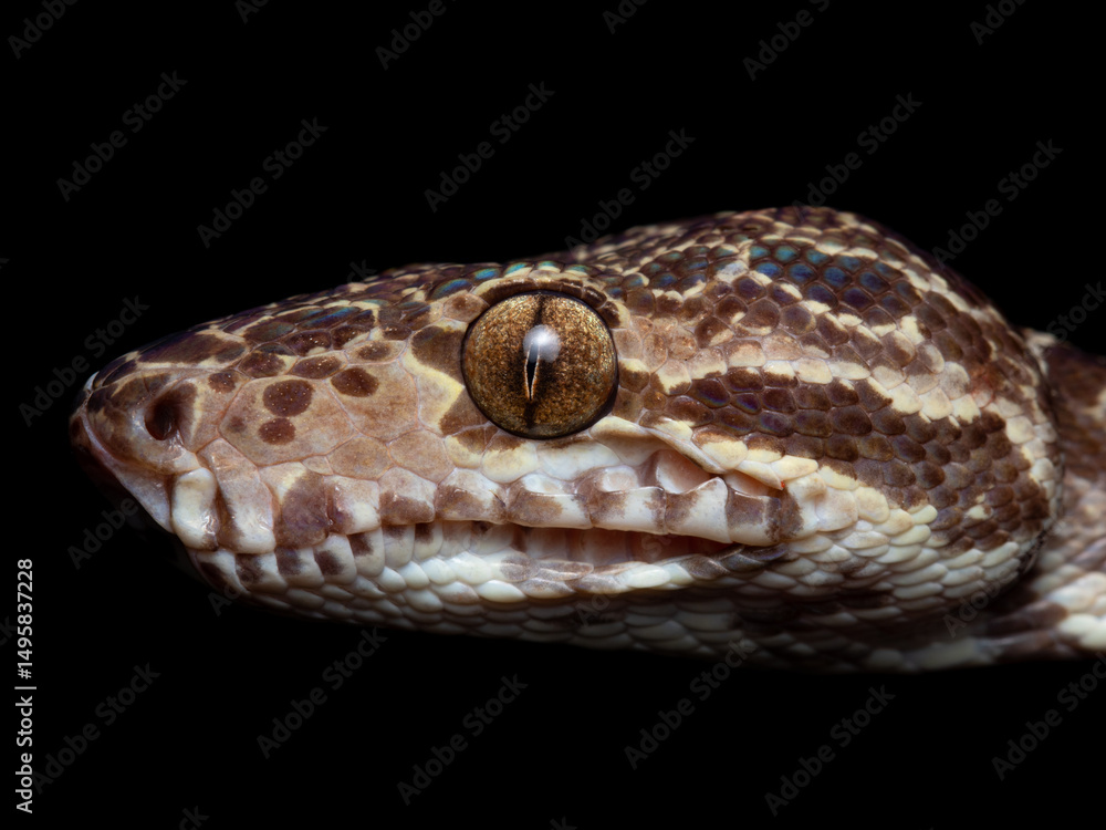 Fototapeta premium Corallus hortulana, Amazon tree boa