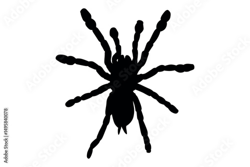 Vector art of Silhouette of a tarantula spider isolated on white background