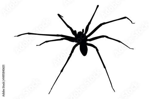 Vector art of Black spider silhouette isolated on white background