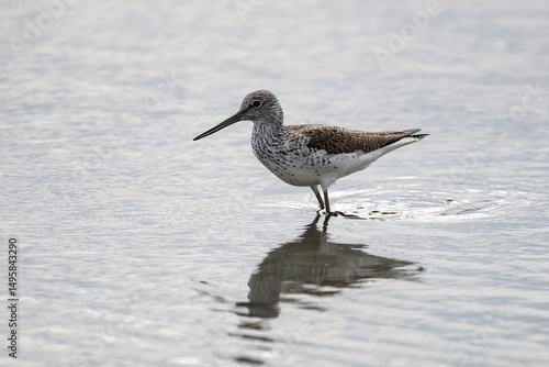 Common Greenshank
