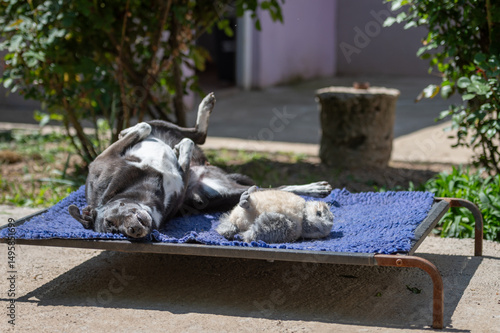 Photography Deaf black rescued dog  in a shelter for elderly, disabled dogs and dogs with sp