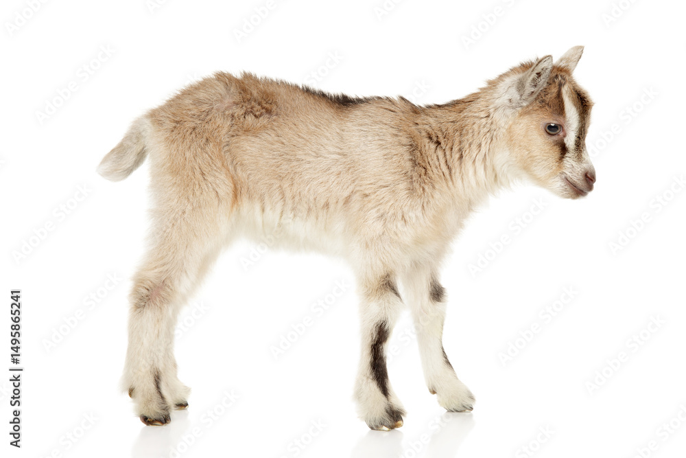 Fototapeta premium Graceful Baby Goat Standing with Gentle Charm