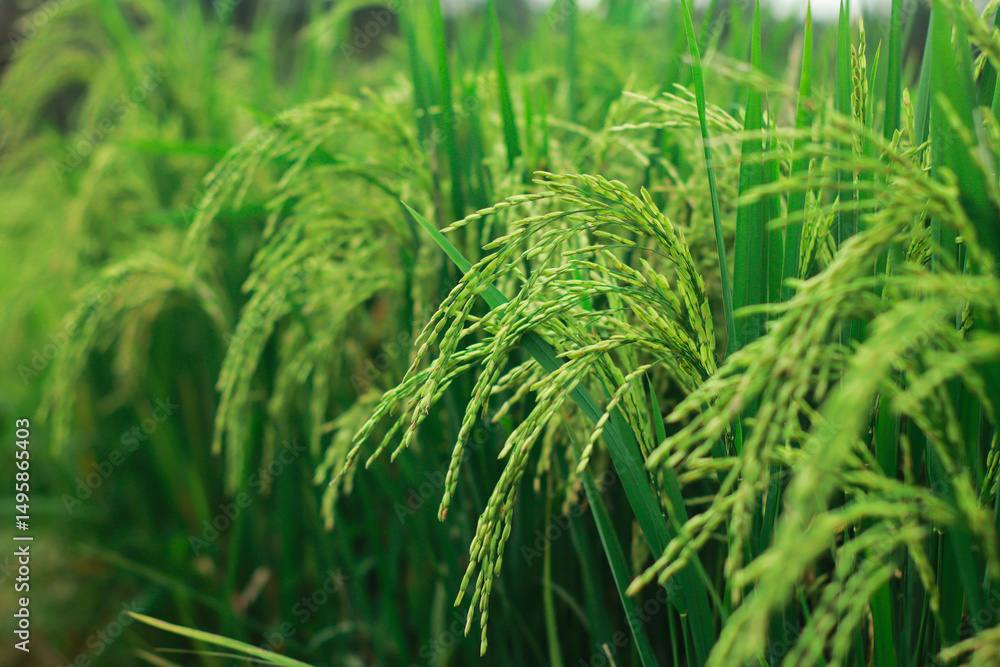Green Rice Paddy Field: Close-up view of vibrant green rice plants in a paddy field, showcasing the healthy growth of rice grains, ready for harvest. Green Rice Paddy Field: Close-up view of vibrant green rice plants in a paddy field, showcasing the healthy growth of rice grains, ready for harvest.