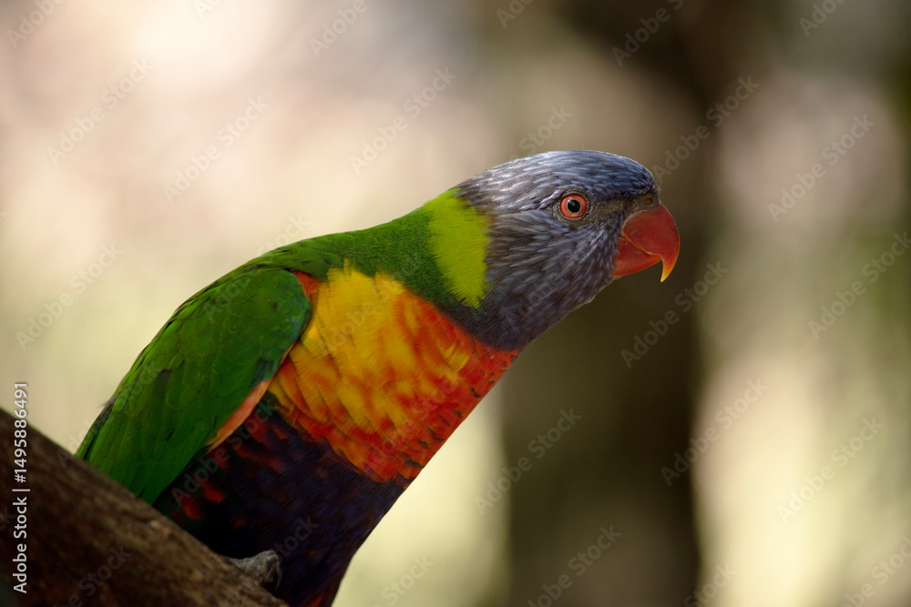 Naklejka premium the rainbow lorikeet is perched on a branch