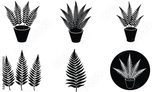 Blue Star Fern Silhouette Set – Vector Collection of Indoor Tropical Fern Leaves for Botanical and Decorative Design Projects