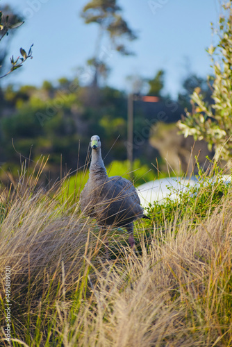 Ave Cape Barren Goose