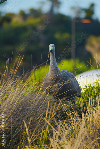 Ave Cape Barren Goose