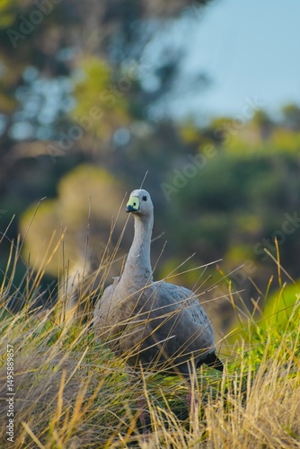 Ave Cape Barren Goose