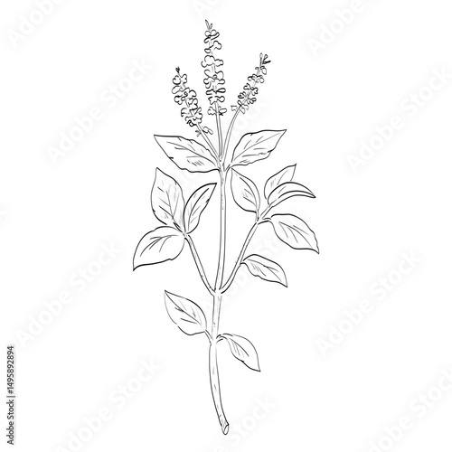 Drawing sketch style illustration of Ocimum tenuiflorum, holy basil, tulasi or tulsi plant in the family Lamiaceae used as spice herb done in black and white line art on isolated background. 
