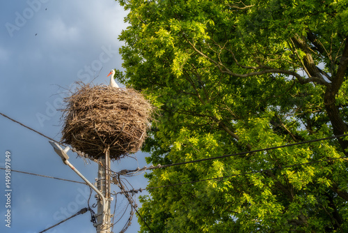 Stork nesting on utility pole – Wildlife and birdwatching in urban areas, nature adaptation, spring nesting season, stork conservation and rural landscapes