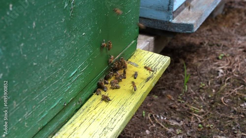 close-up of bees in flight bringing pollen and honey to their hive, 4k.