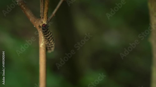 close up of caterpillar feeding on a branch, 4k.