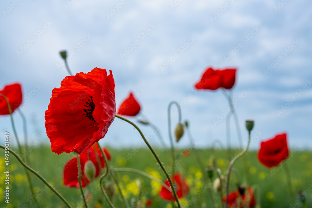 Obraz premium Gorgeous poppy flowers in a wheat and rapeseed field under a blue sky.