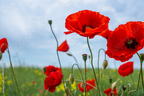 Gorgeous poppy flowers in a wheat and rapeseed field under a blue sky.
