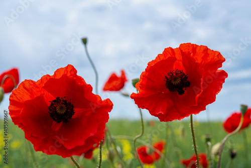 Gorgeous poppy flowers in a wheat and rapeseed field under a blue sky.