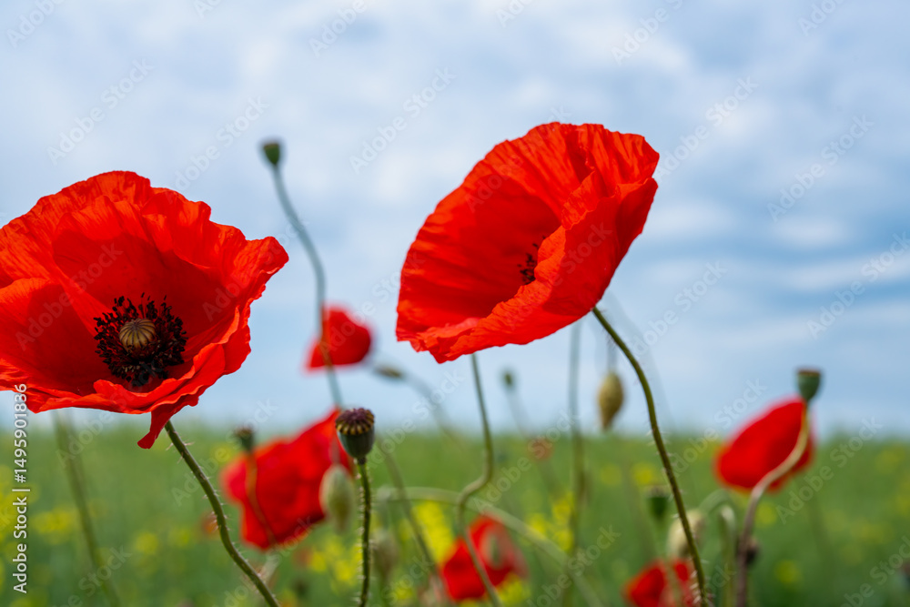 Naklejka premium Gorgeous poppy flowers in a wheat and rapeseed field under a blue sky.