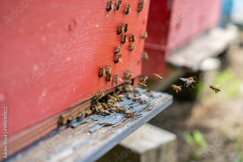close-up of bees in flight bringing pollen and honey to their hive.