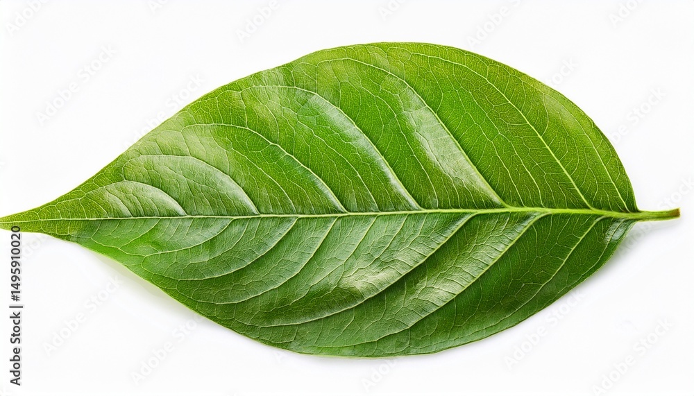 Fototapeta premium close up green leaves isolated on white