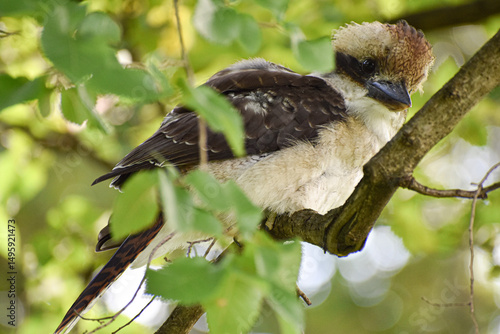 Ave pájaro